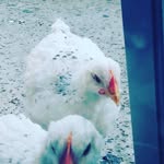 Melissa Alonzo - @melissa.alonzo.562329 - Instagram