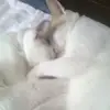Melissa Alonzo - @melissa.alonzo3 - TikTok