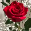 Melissa - @melissaantonio2000 - TikTok