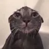 Melissa Armana - @melissa.armana - TikTok
