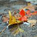 Melissa Arndt Photography - Facebook