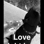 Melissa Atwell - @furslife - Instagram