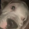 Melissa Bean - @melissabean3 - TikTok
