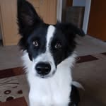 melissa and bella - @melissa_bellathebordercollie21 - Instagram