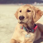 Melissa Bergmann Celestino - @melissa.goldenretriever - Instagram
