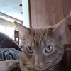 Melissa Beverly642 - @melissabeverly416 - TikTok