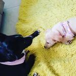 Amora e Melissa border collie - @amoramelissa2023 - Instagram