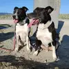 Chris_Melissa_BorderBull - @chris_melissa_borderbull - TikTok