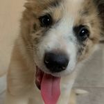 Melissa - @melissa_bordercollie - Instagram