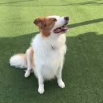 Melissa メリッサ - @bordercollie_melissa - Instagram