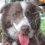 Melissa Border Collie - @melissa.bordercollie - Instagram