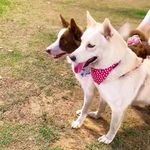 Melissa (Husky) e Lolla ( Border Collie)🦊💓🐶🌸 - @melissa_e_lolla - Instagram