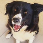 Melissa_nega🐶 - @border_collie_melissa - Instagram