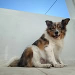 Melissa Rosa - @melissabordercollie - Instagram