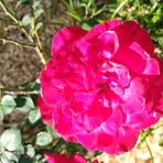 Melissa Bose - Facebook