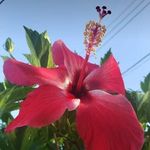 Melissa Bourne - @melissabourne40 - Instagram