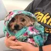 Melissa Vianco Bowley - @melissa.vianco.bo - TikTok