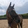 Equestrian Melissa - @melissaboyes - TikTok