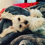 Melissa Braddock - @braddock.south - Instagram