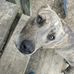 Melissa Brasher - Facebook