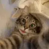 Memecatt - @melissabrimhall63 - TikTok