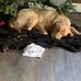 Melissa Broadbent - Facebook