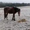 Melissa Browne - @melissa.browne - TikTok