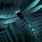 Melissa Burchell - @dragonflytotem - Instagram
