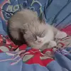 Melissa Cabrales - @haydee.josebalu - TikTok