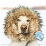 Melissa Cannady - @yellowdogstwo - Instagram