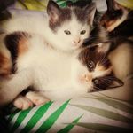 melissa.cantin - @melissa.canti - Instagram