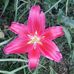 Melissa Carpio - Facebook