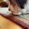 Melissa Carlucci - @melissa_carlucci6789 - TikTok
