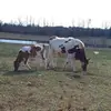 melissacasler885 - @melissacasler885 - TikTok