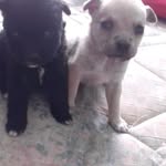 Melissa Castorena - @melissa.castorena.100 - Instagram