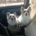 Melissa Cathcart - Facebook