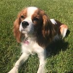 Melissa🐾 - @melissa.cavalier - Instagram