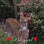 Melissa Chestnut - @m.chestnutscleaning - Instagram