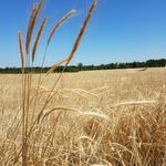 Melissa Coats - @harvestfield.designs - Instagram