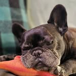 Melissa Colson - @boswellthefrenchie - Instagram