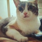 Melissa Colucci - @pitucathecat - Instagram