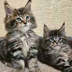 Melissa luna maine coon cattery - @melissa_luna_maine_coons - Instagram