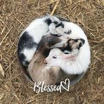 Melissa Crayton Lee - @melissacraytonlee - Instagram