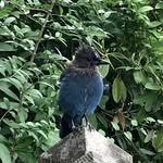 Melissa Cree - @cree1963 - Instagram