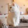 melissa.crist - @melissa.crist - TikTok