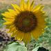 Melissa Darnell - Facebook