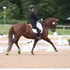 melissa - @melissadawesdressage - TikTok