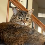 Melissa Dedrick - @tink_a_loaf - Instagram