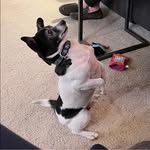 Melissa Zach Dedrick - @catdog5200 - Instagram