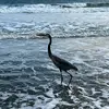 melissadern - @melissadern - TikTok